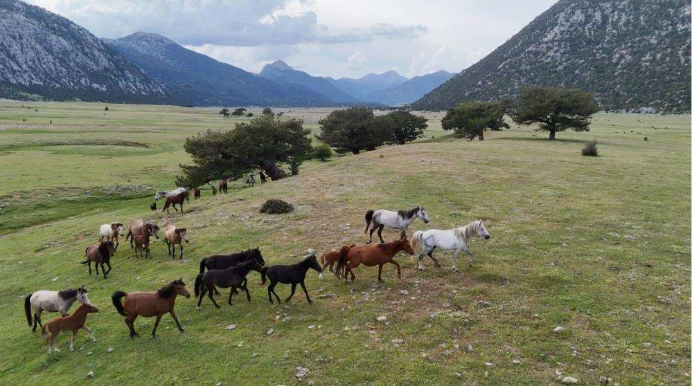 Toroslar'ın özgür ruhu yılkı atları Konya sınırında yavrularıyla görüntülendi 1