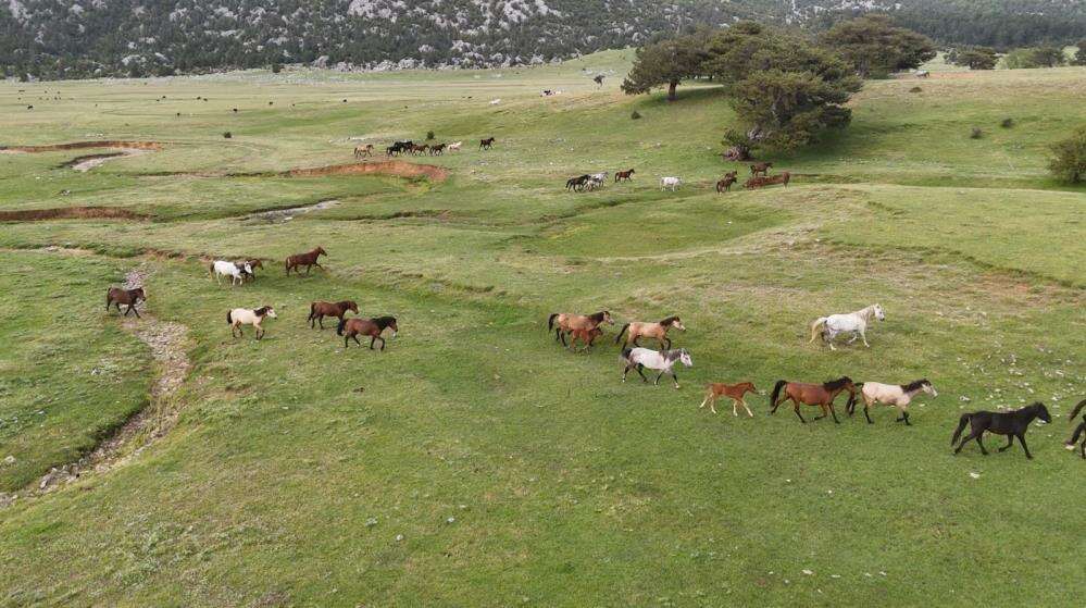 Toroslar'ın özgür ruhu yılkı atları Konya sınırında yavrularıyla görüntülendi 8