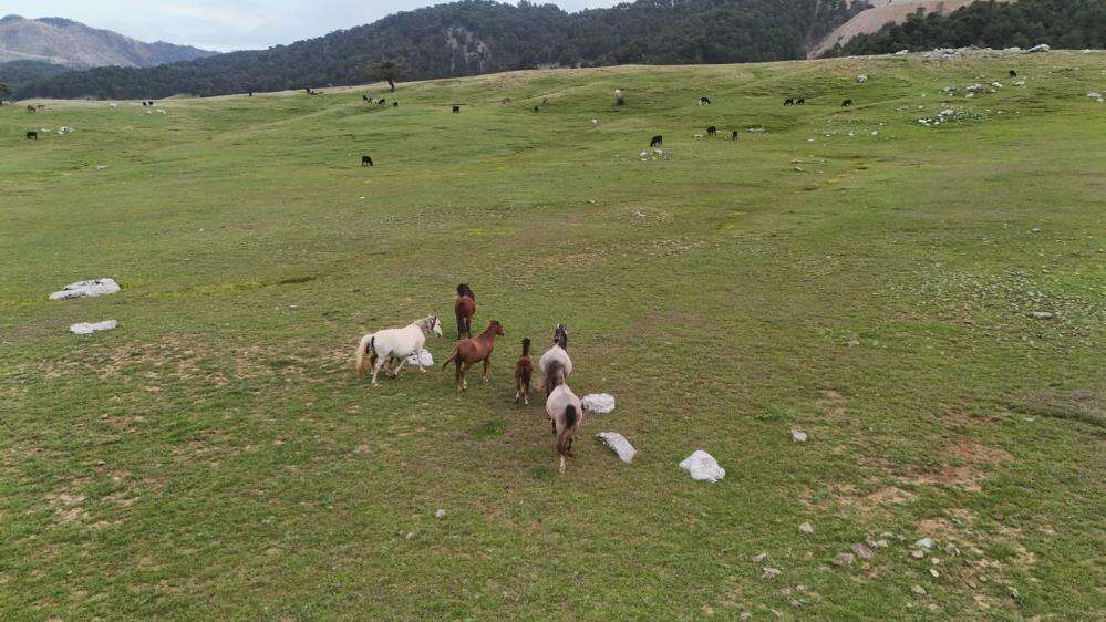 Toroslar'ın özgür ruhu yılkı atları Konya sınırında yavrularıyla görüntülendi 2
