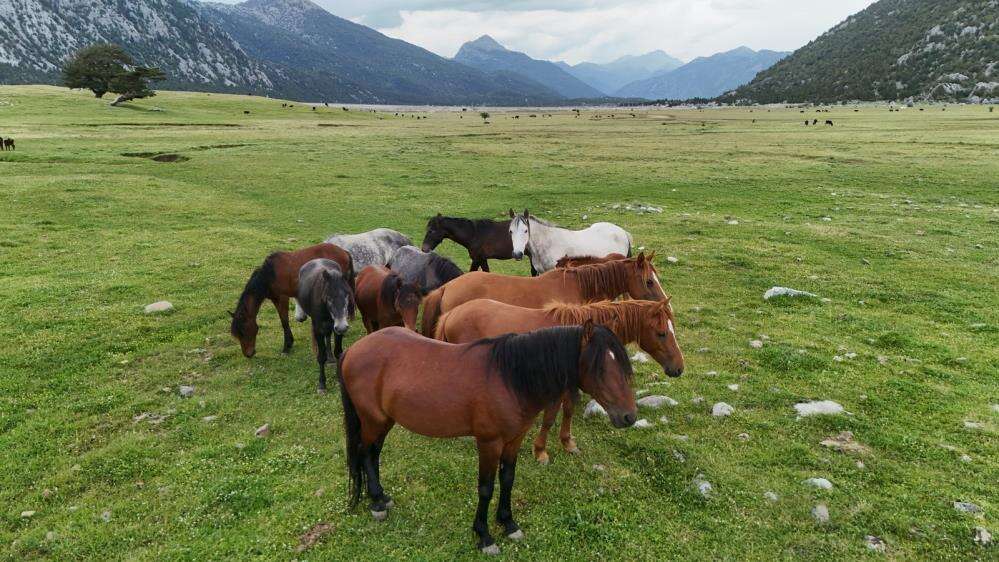 Toroslar'ın özgür ruhu yılkı atları Konya sınırında yavrularıyla görüntülendi 6