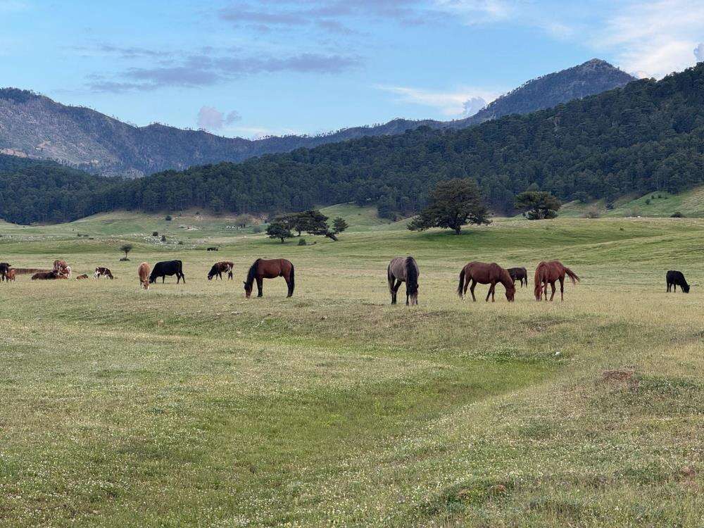Toroslar'ın özgür ruhu yılkı atları Konya sınırında yavrularıyla görüntülendi 3