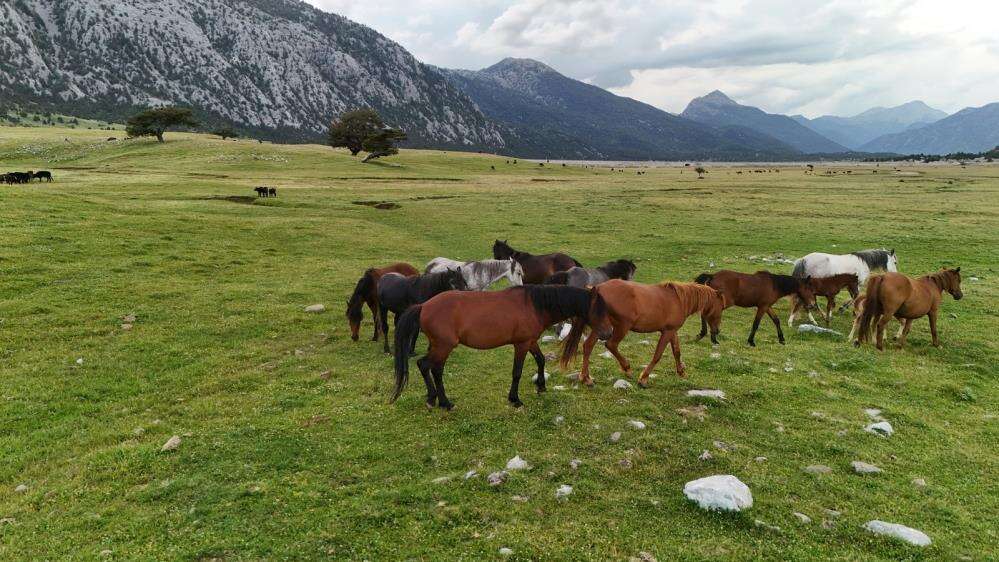 Toroslar'ın özgür ruhu yılkı atları Konya sınırında yavrularıyla görüntülendi 7