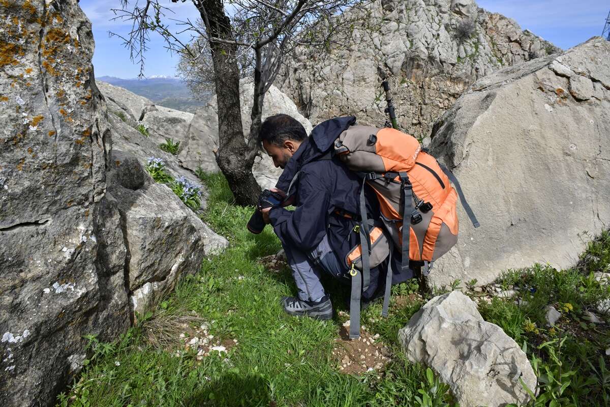 Yeni keşfedilen ters laleye kızının ismini verdi 10