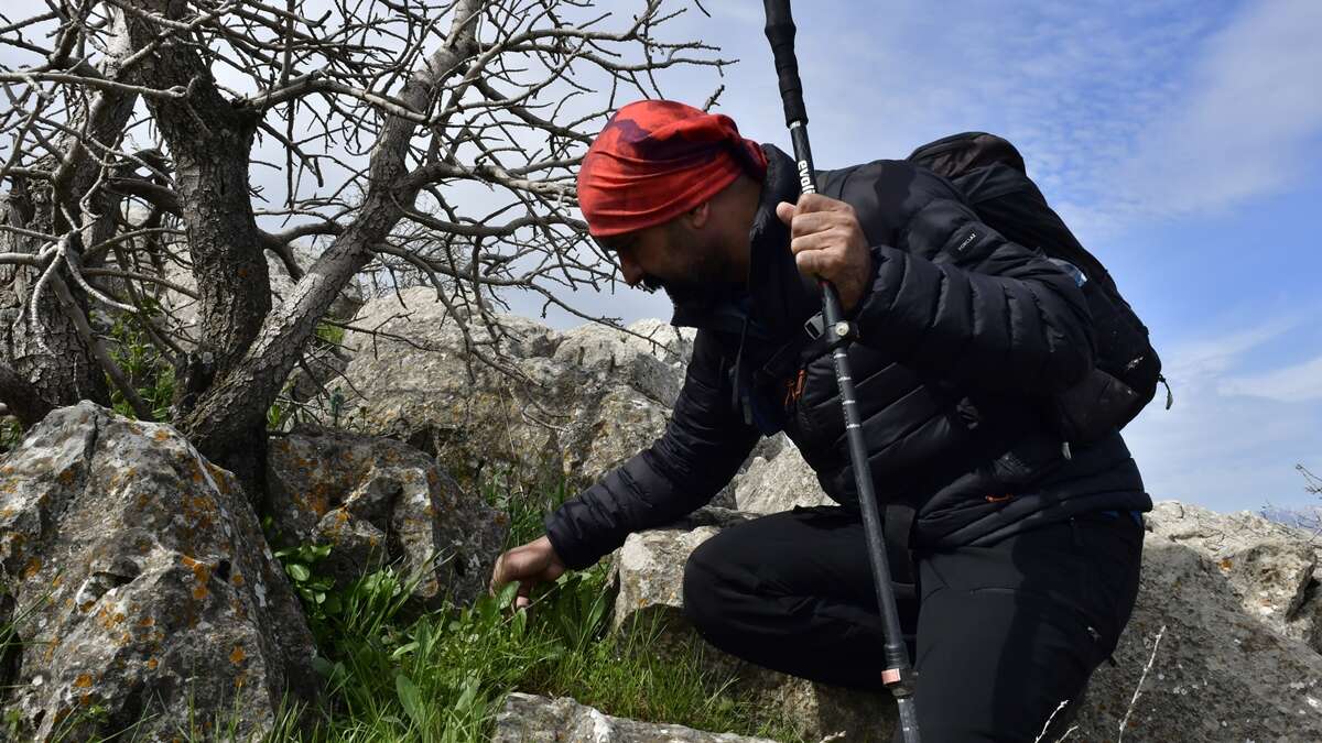 Yeni keşfedilen ters laleye kızının ismini verdi 13
