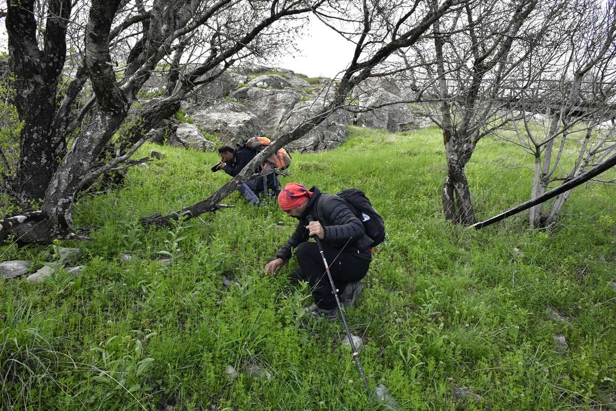 Yeni keşfedilen ters laleye kızının ismini verdi 9