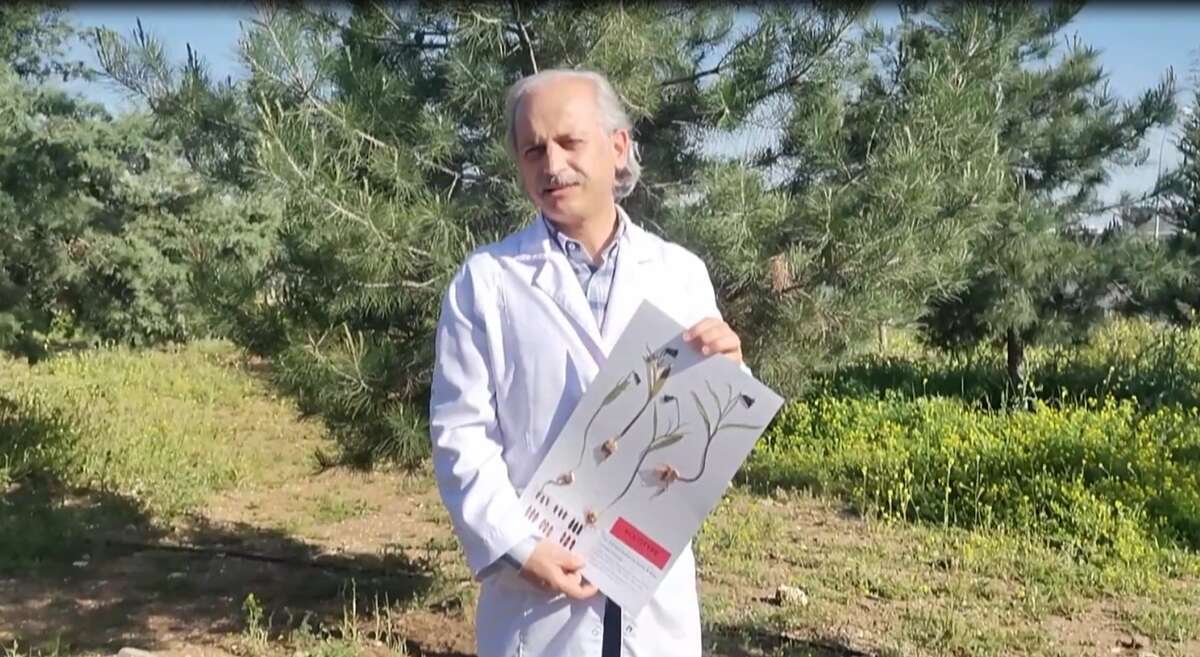 Yeni keşfedilen ters laleye kızının ismini verdi 8