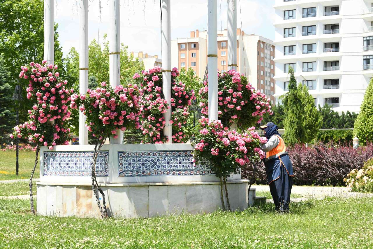 Yaz geldi, Konya dev bir çiçek bahçesine dönüştü 6