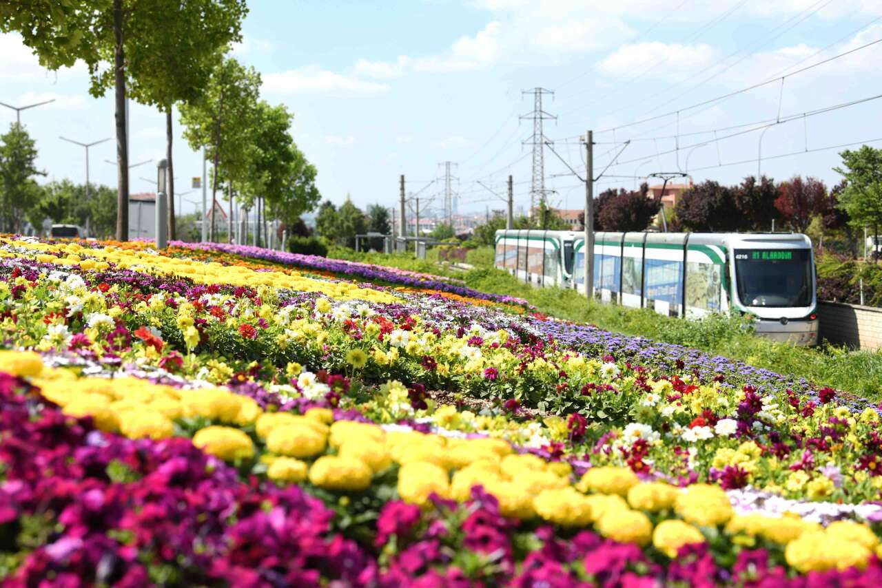Yaz geldi, Konya dev bir çiçek bahçesine dönüştü 14