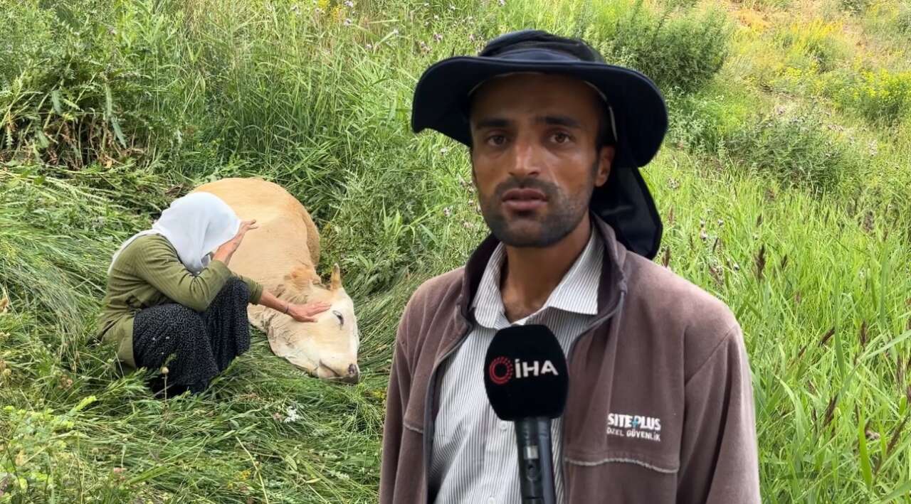 Tek geçim kaynağı uçurumdan düştü! İneğine sarılıp saatlerce gözyaşı döktü 8
