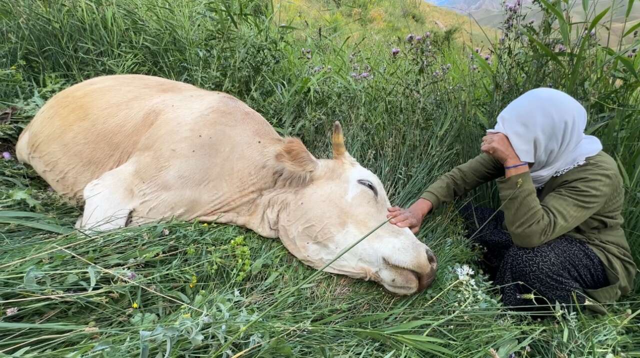 Tek geçim kaynağı uçurumdan düştü! İneğine sarılıp saatlerce gözyaşı döktü 7