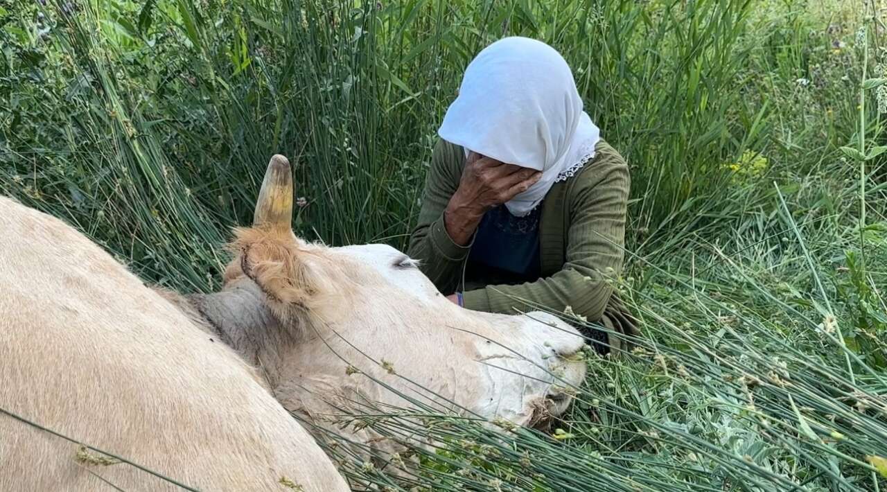 Tek geçim kaynağı uçurumdan düştü! İneğine sarılıp saatlerce gözyaşı döktü 4