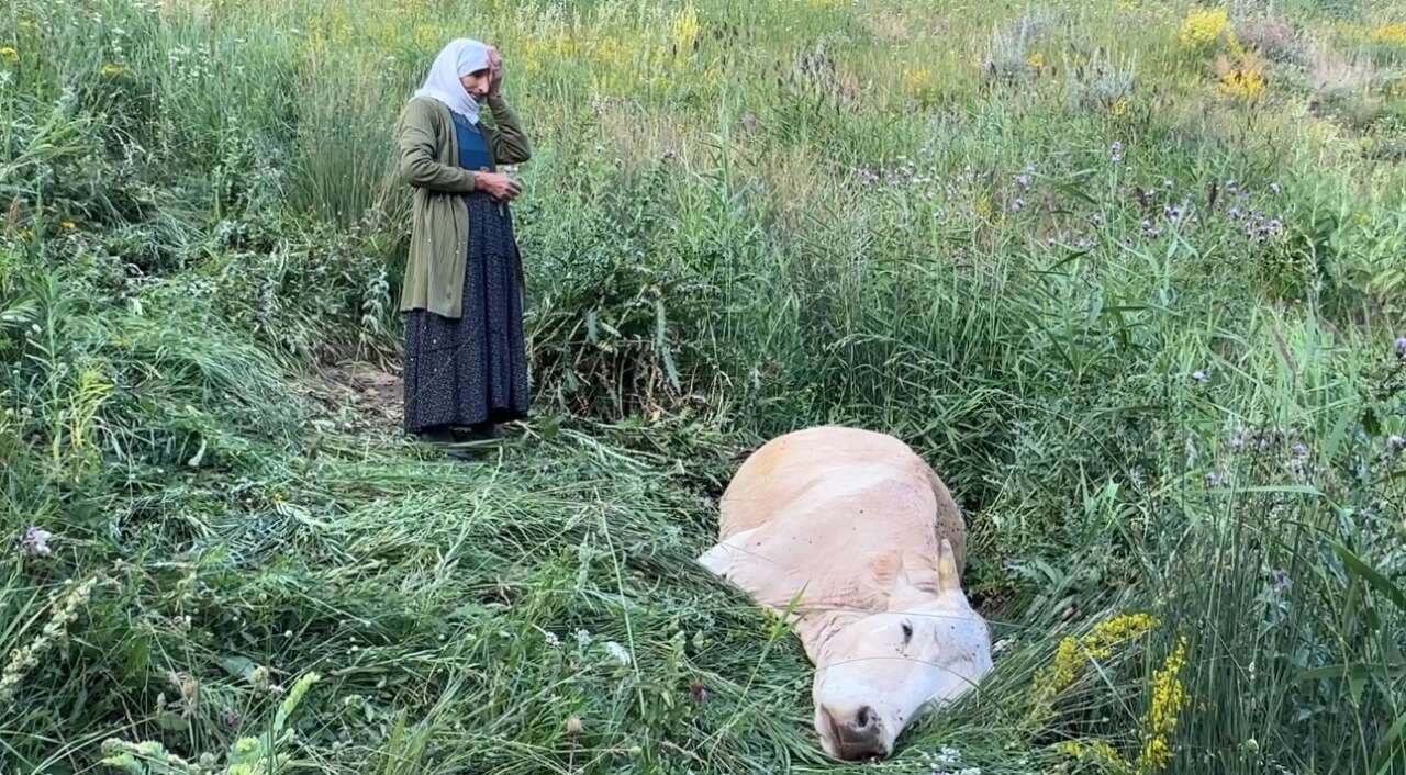 Tek geçim kaynağı uçurumdan düştü! İneğine sarılıp saatlerce gözyaşı döktü 1