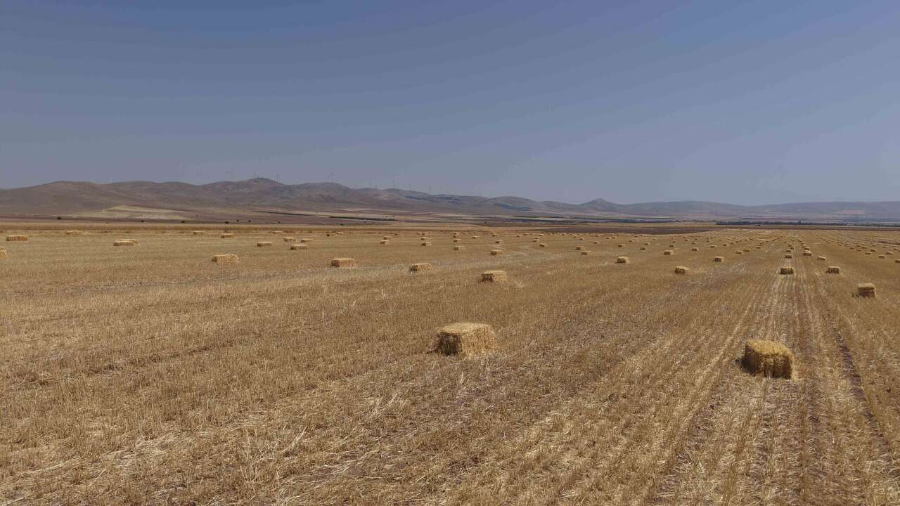 Konya’dan Türkiye’ye hububat müjdesi! Rekolte beklentisi 25 milyon ton 7