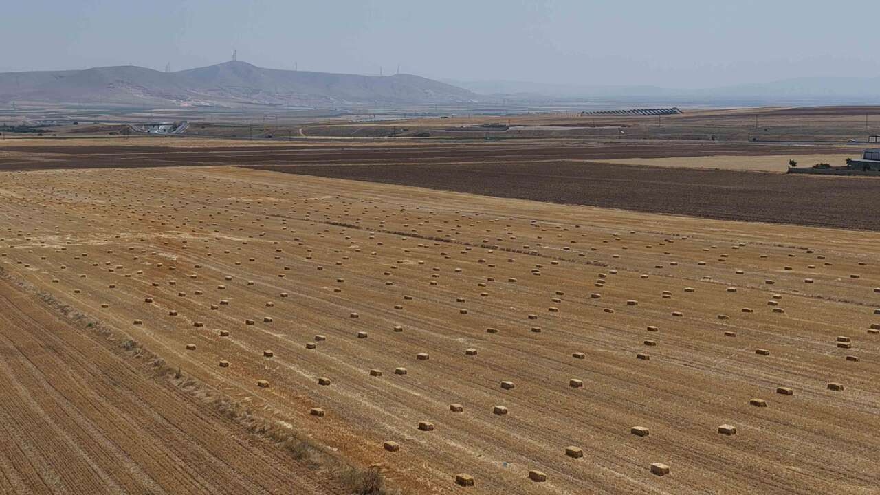 Konya’dan Türkiye’ye hububat müjdesi! Rekolte beklentisi 25 milyon ton 8