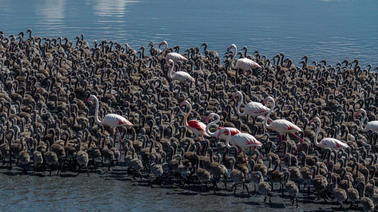 Flamingoların bilinmeyen yöntemi! Tuz Gölü'nde 12 bin 800 yavru böyle büyüyor 8