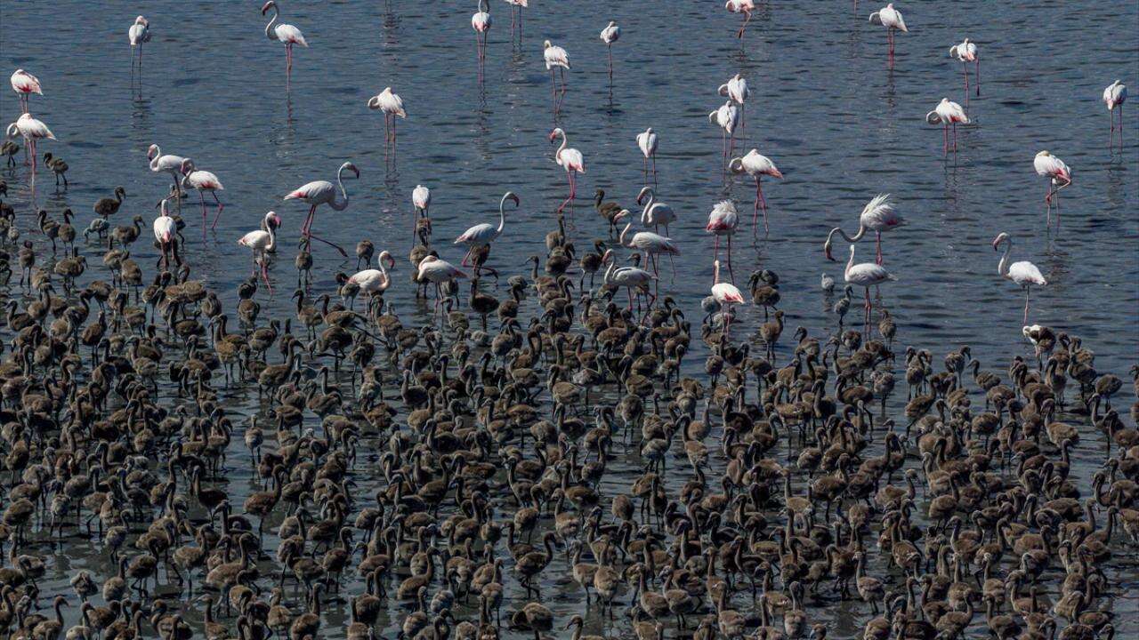 Flamingoların bilinmeyen yöntemi! Tuz Gölü'nde 12 bin 800 yavru böyle büyüyor 10