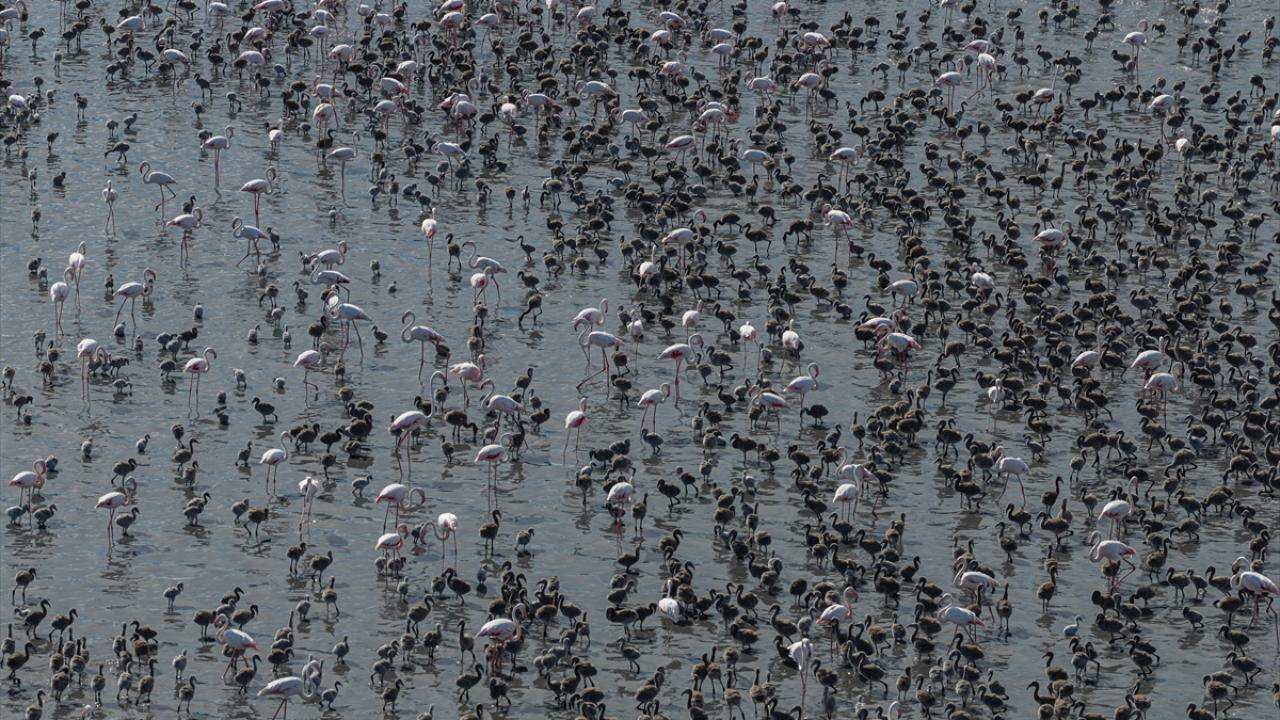Flamingoların bilinmeyen yöntemi! Tuz Gölü'nde 12 bin 800 yavru böyle büyüyor 9