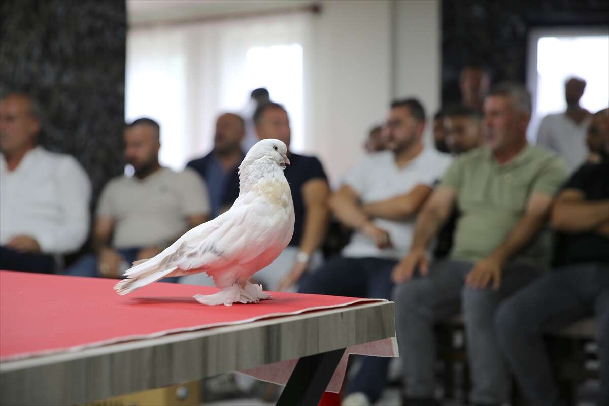 Bu güvercinlerin fiyatı dudak uçuklatıyor! Değeri 5 milyon lirayı buluyor 13