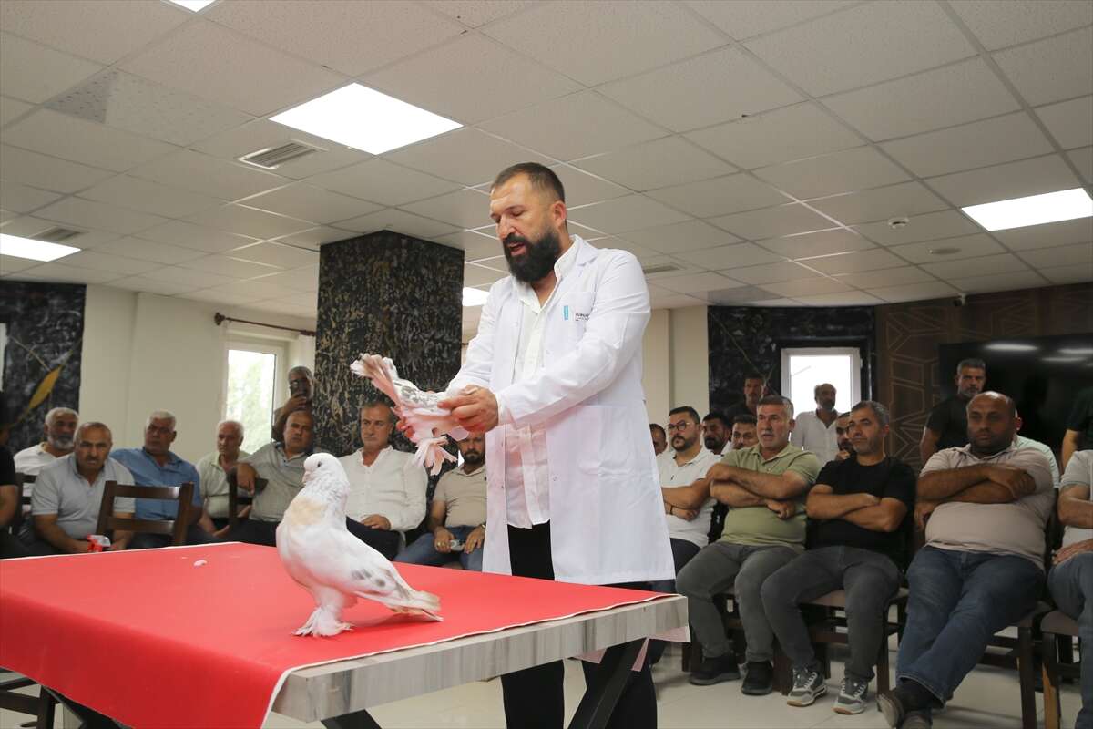 Bu güvercinlerin fiyatı dudak uçuklatıyor! Değeri 5 milyon lirayı buluyor 10