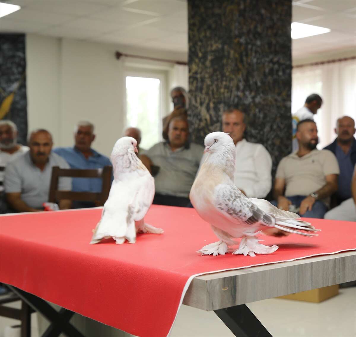 Bu güvercinlerin fiyatı dudak uçuklatıyor! Değeri 5 milyon lirayı buluyor 11
