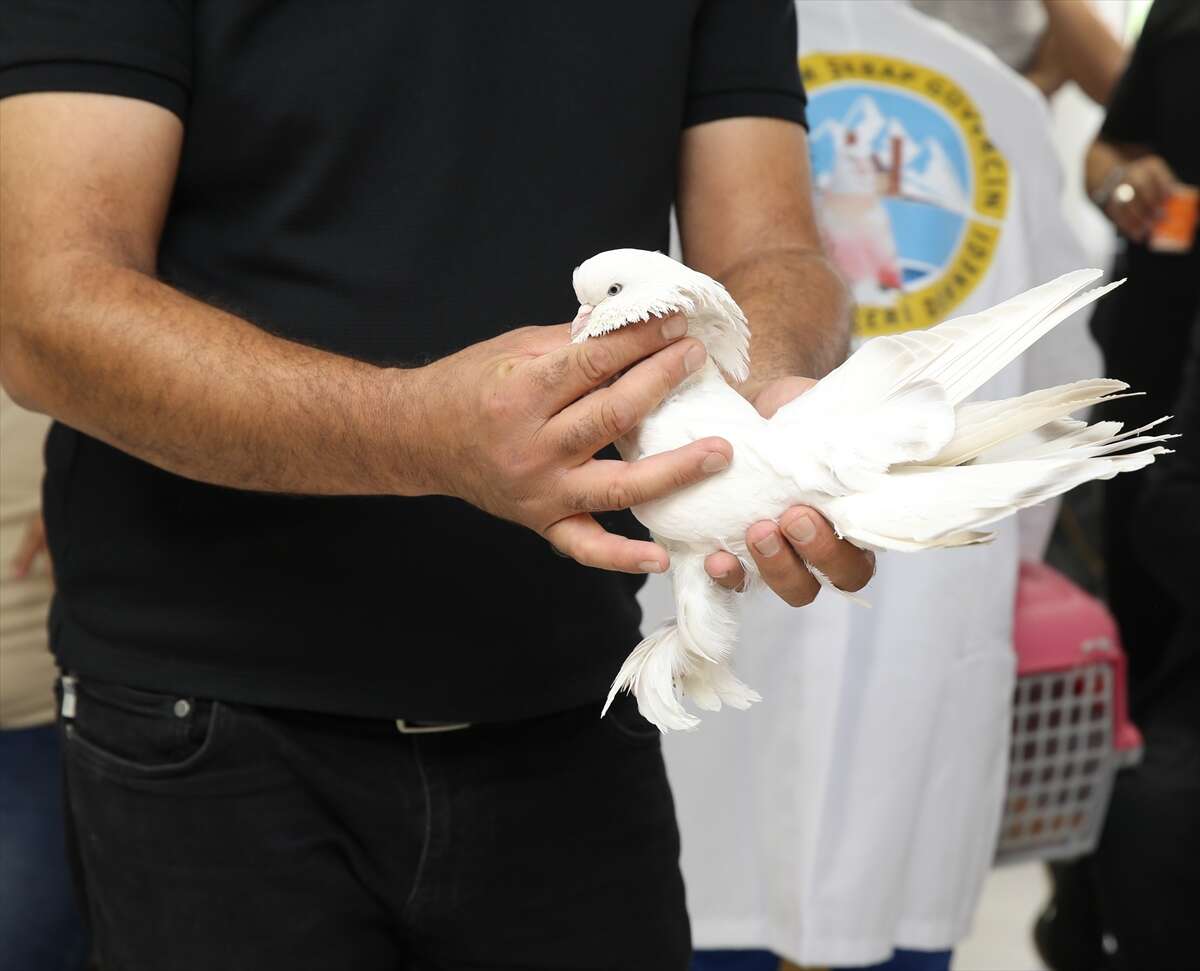 Bu güvercinlerin fiyatı dudak uçuklatıyor! Değeri 5 milyon lirayı buluyor 12