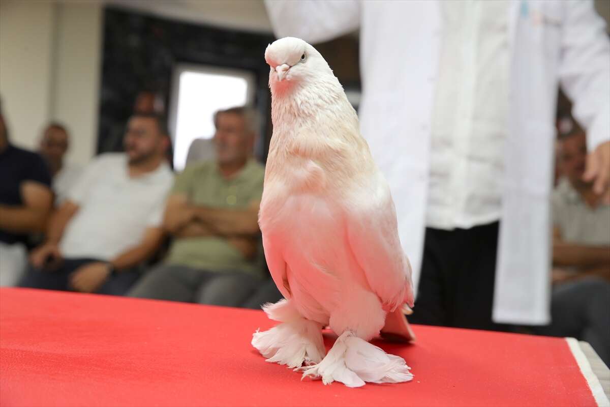 Bu güvercinlerin fiyatı dudak uçuklatıyor! Değeri 5 milyon lirayı buluyor 9