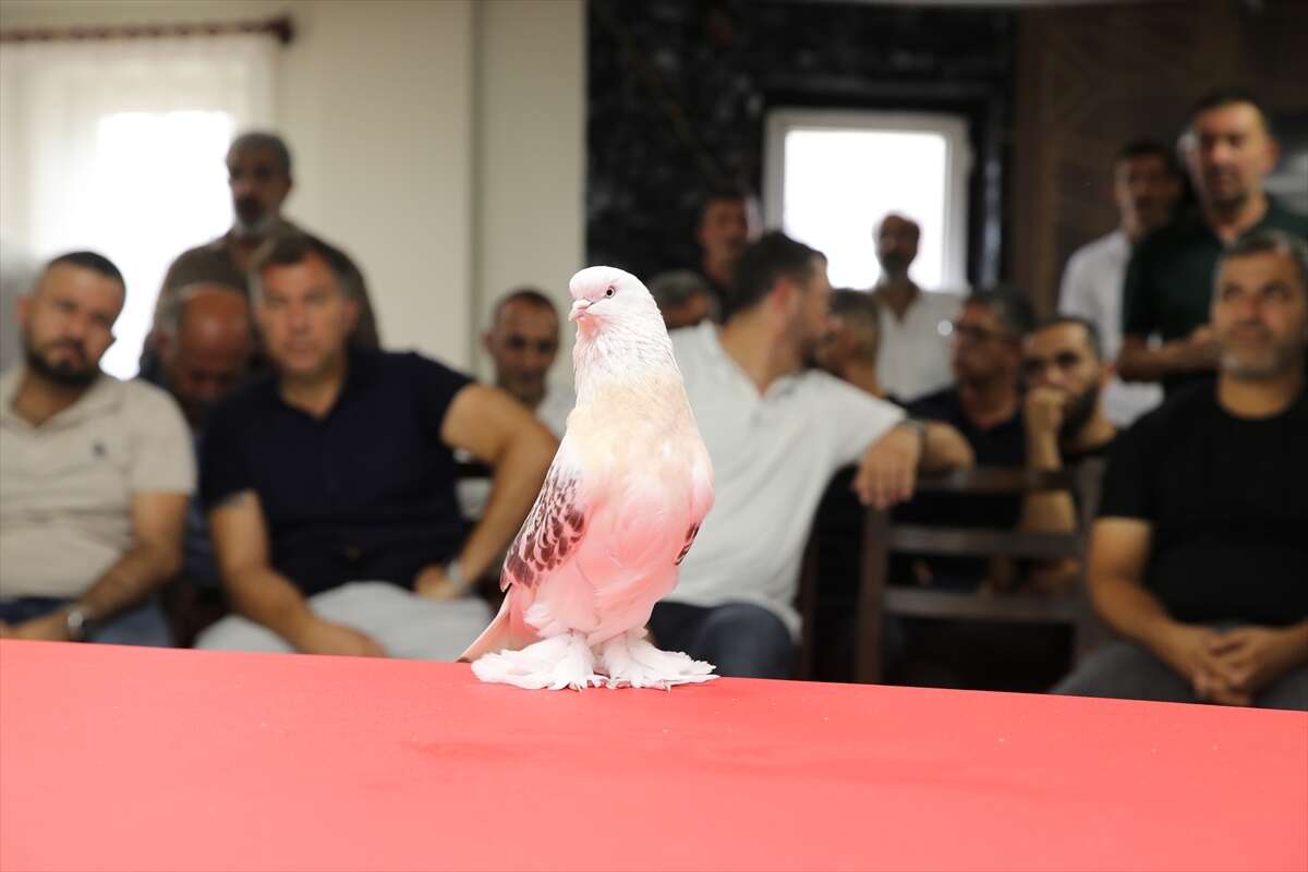 Bu güvercinlerin fiyatı dudak uçuklatıyor! Değeri 5 milyon lirayı buluyor 8