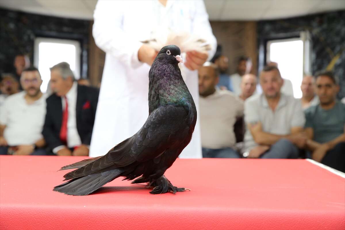 Bu güvercinlerin fiyatı dudak uçuklatıyor! Değeri 5 milyon lirayı buluyor 7