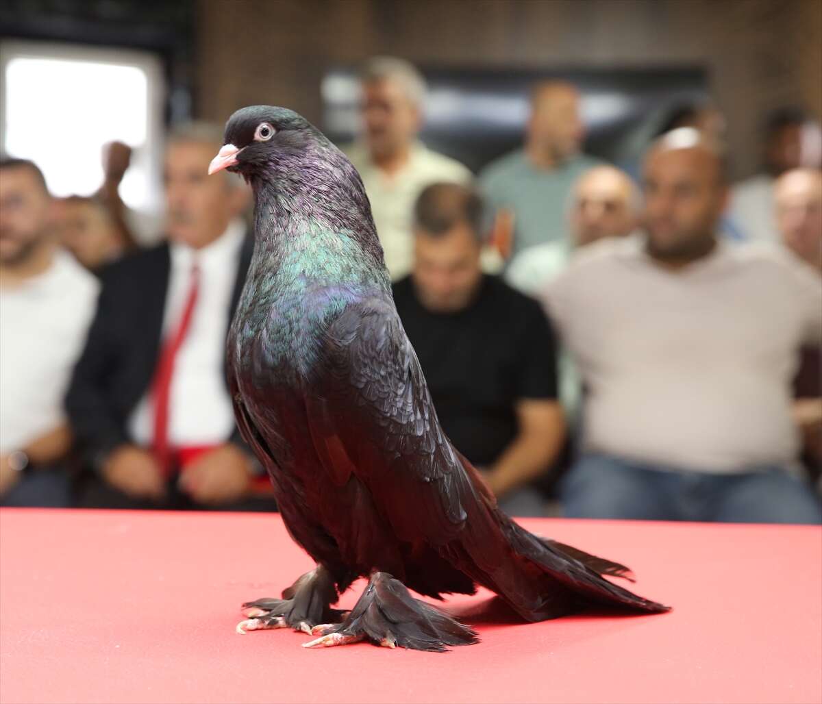 Bu güvercinlerin fiyatı dudak uçuklatıyor! Değeri 5 milyon lirayı buluyor 3