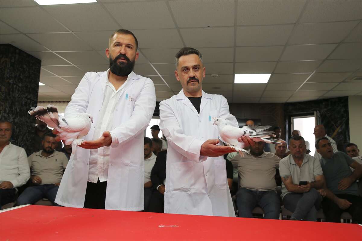 Bu güvercinlerin fiyatı dudak uçuklatıyor! Değeri 5 milyon lirayı buluyor 4