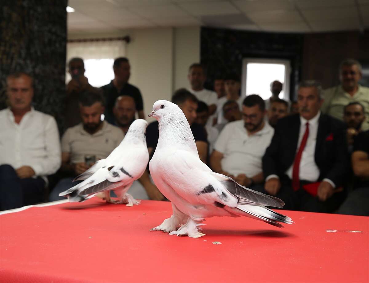 Bu güvercinlerin fiyatı dudak uçuklatıyor! Değeri 5 milyon lirayı buluyor 6
