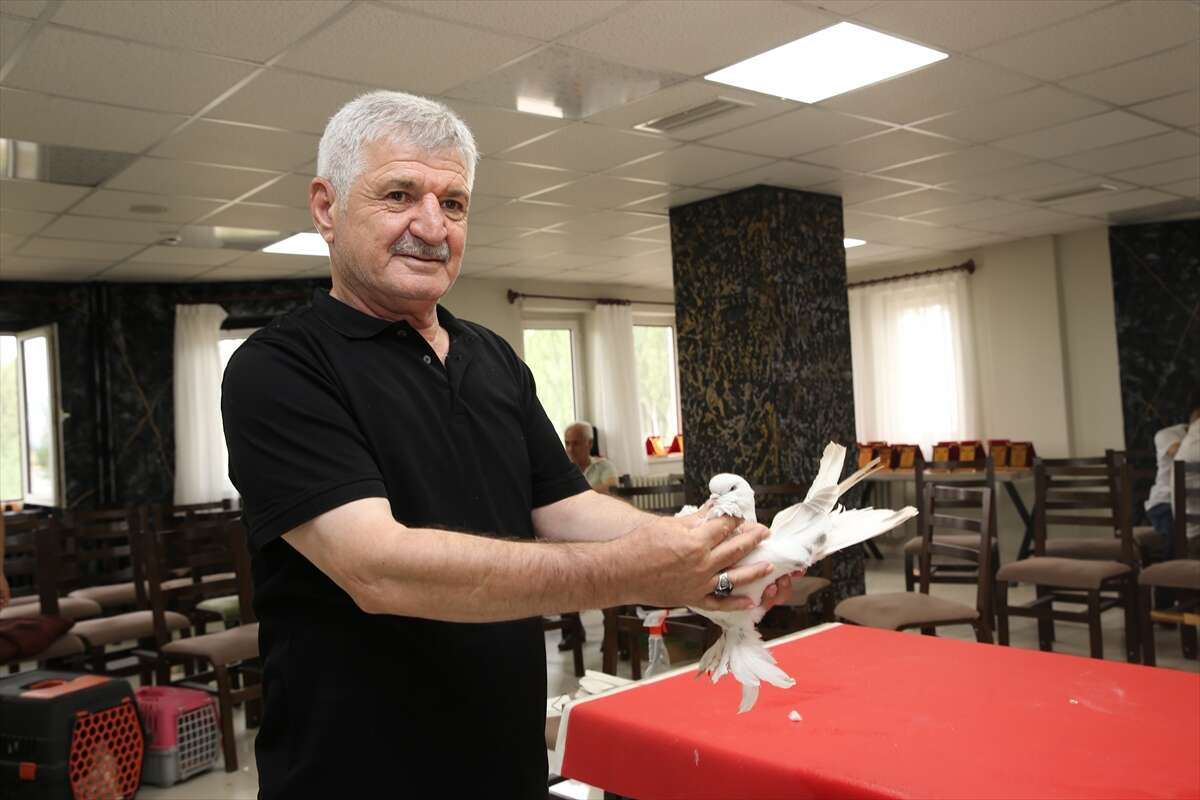 Bu güvercinlerin fiyatı dudak uçuklatıyor! Değeri 5 milyon lirayı buluyor 1