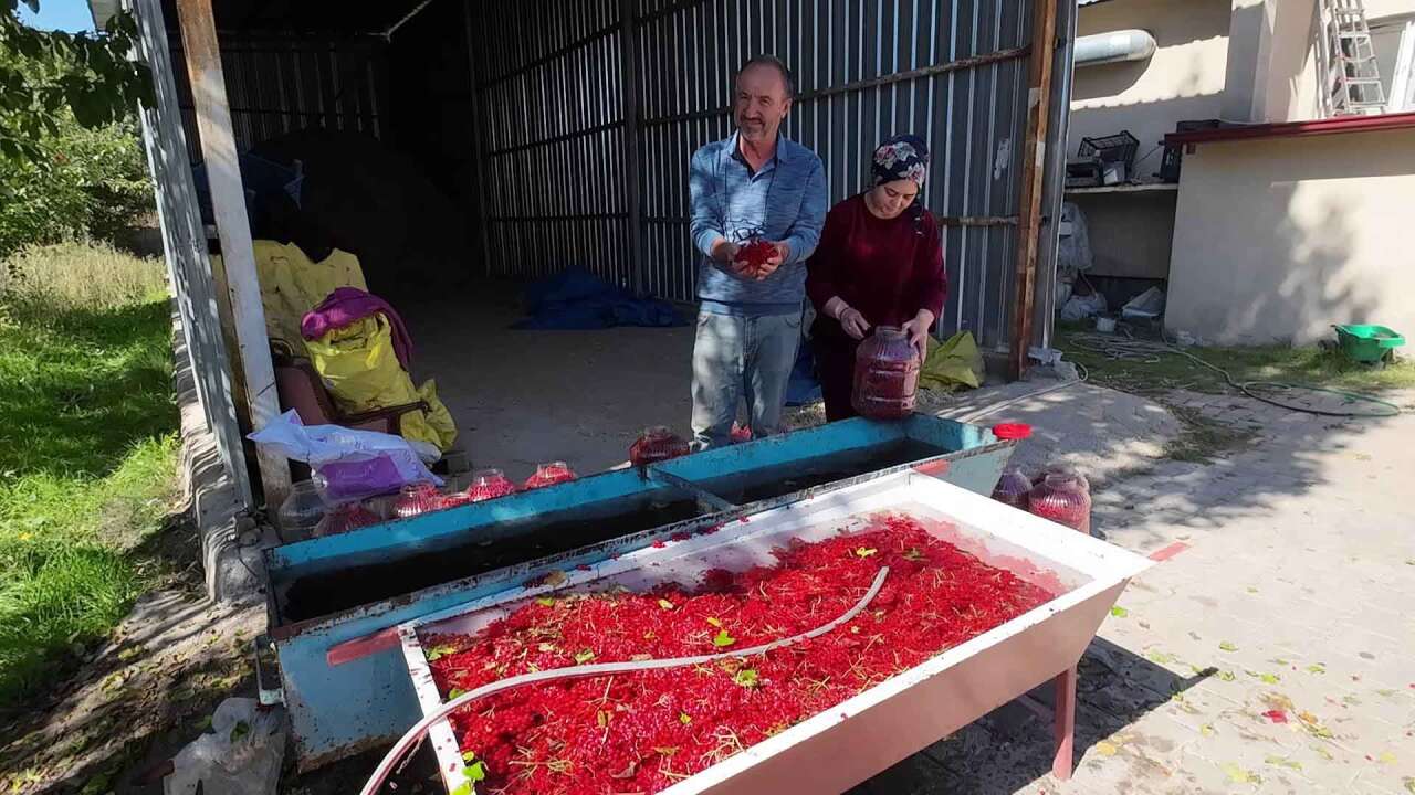 Dere kenarında kendiliğinden yetişiyor, toplayan paraya çeviriyor! Bidonu 1.000 TL 4