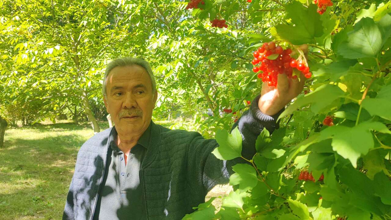Dere kenarında kendiliğinden yetişiyor, toplayan paraya çeviriyor! Bidonu 1.000 TL 2