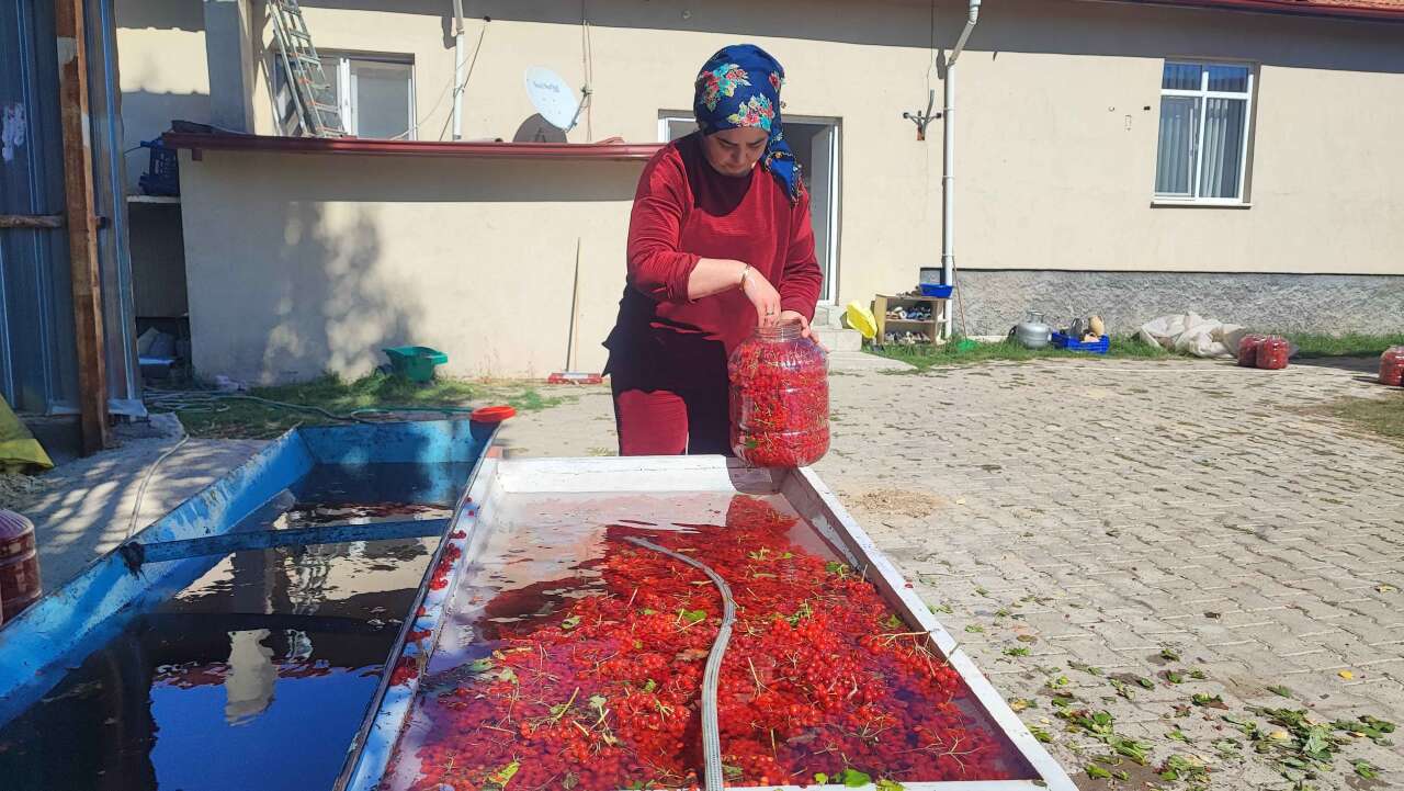 Dere kenarında kendiliğinden yetişiyor, toplayan paraya çeviriyor! Bidonu 1.000 TL 5