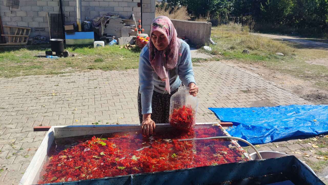Dere kenarında kendiliğinden yetişiyor, toplayan paraya çeviriyor! Bidonu 1.000 TL 3
