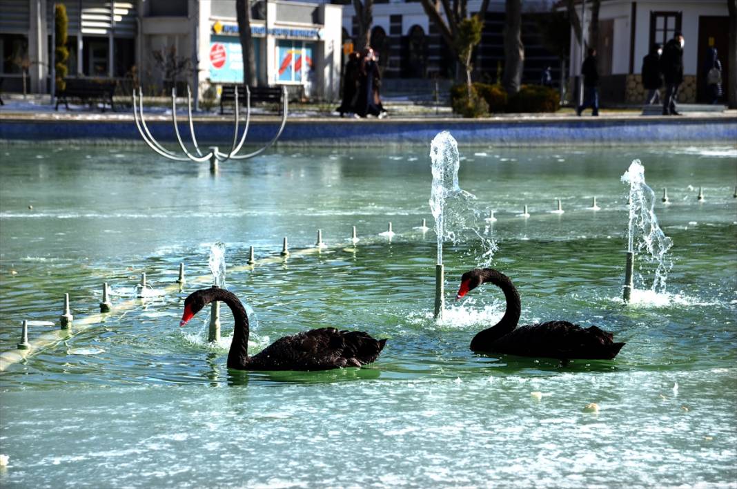 Konya'da kuğuların dansı! Buz tutan havuzdan kartpostallık kareler 13