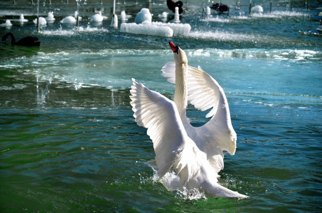 Konya'da kuğuların dansı! Buz tutan havuzdan kartpostallık kareler 18