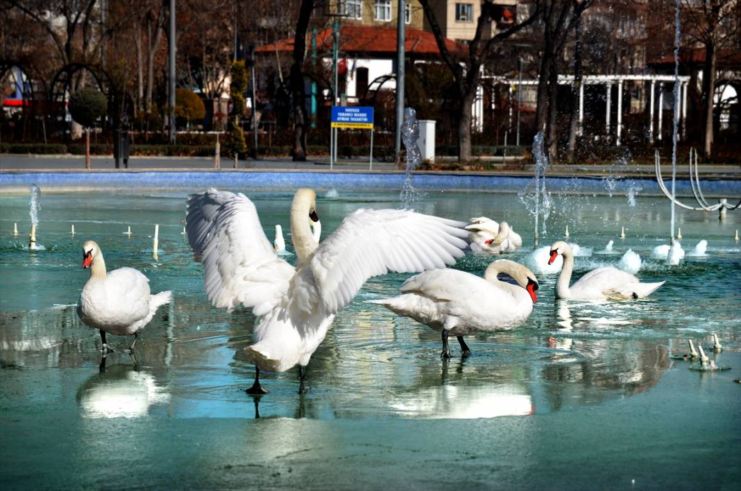 Konya'da kuğuların dansı! Buz tutan havuzdan kartpostallık kareler 4