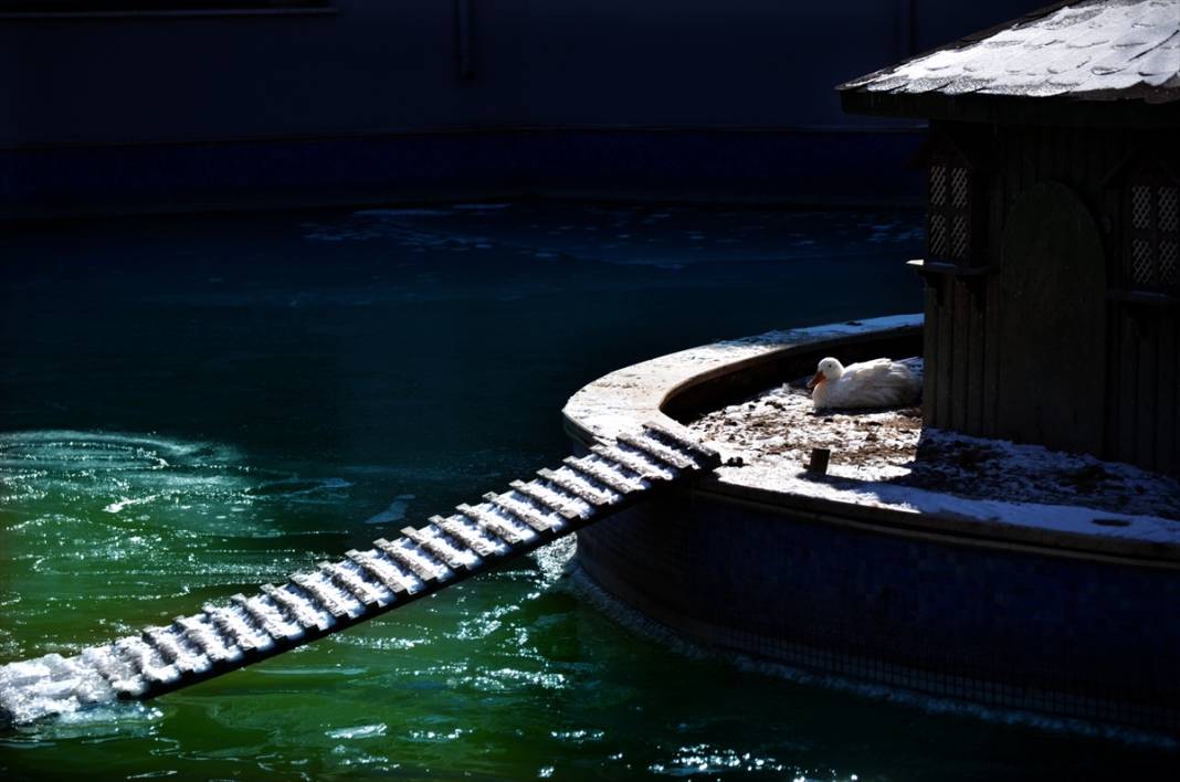 Konya'da kuğuların dansı! Buz tutan havuzdan kartpostallık kareler 7