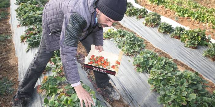 Konya'da yetiştiriyor, Maldivler'e ihraç ediyor! Devlet desteğiyle sera kurdu