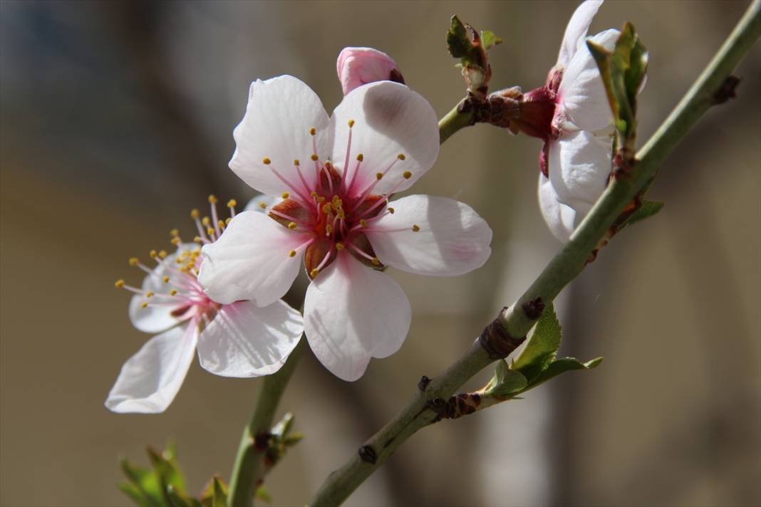 Konya'da ilkbaharın müjdecisi meyve ağaçları çiçek açtı 1