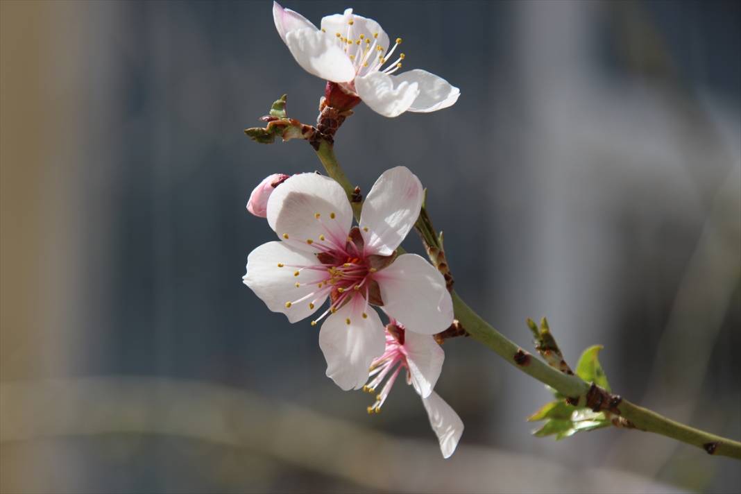 Konya'da ilkbaharın müjdecisi meyve ağaçları çiçek açtı 2
