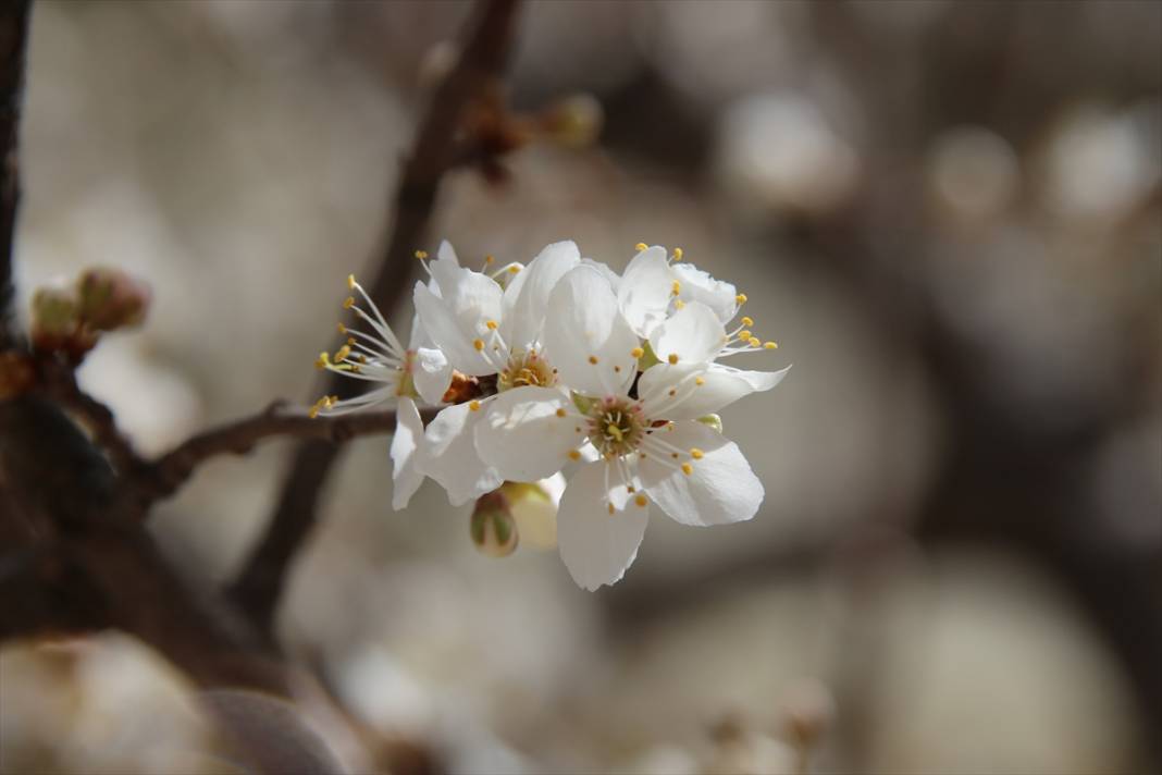 Konya'da ilkbaharın müjdecisi meyve ağaçları çiçek açtı 3