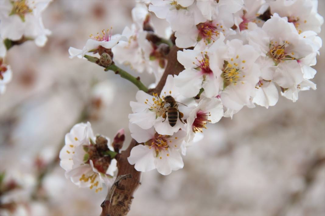 Konya'da ilkbaharın müjdecisi meyve ağaçları çiçek açtı 4