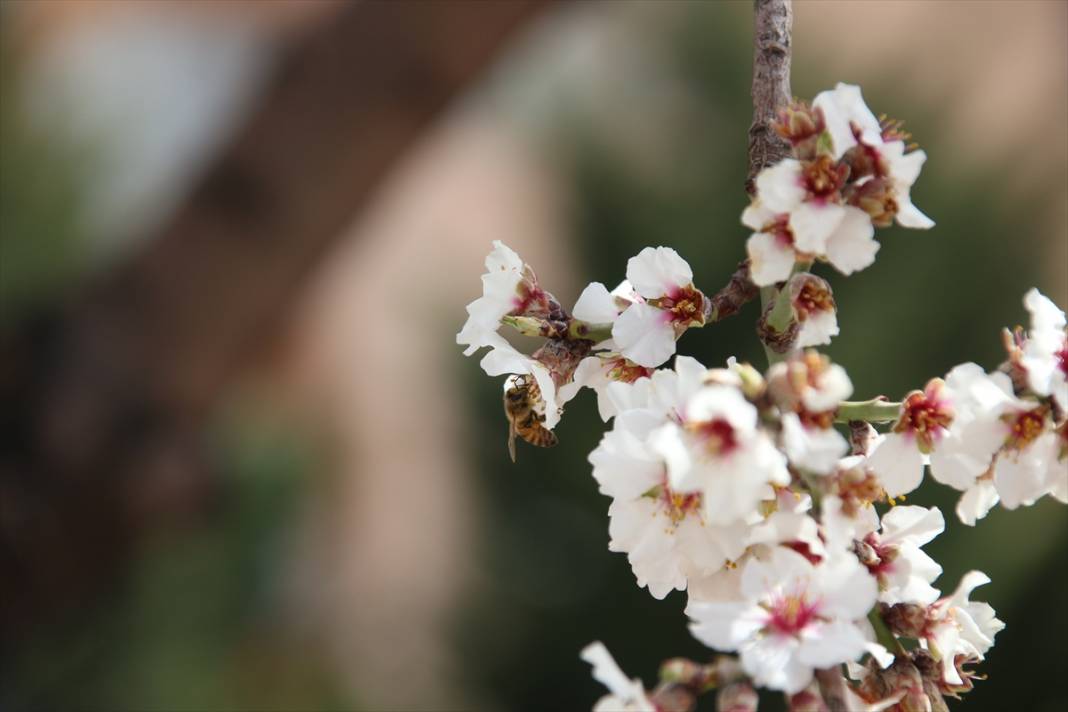 Konya'da ilkbaharın müjdecisi meyve ağaçları çiçek açtı 5