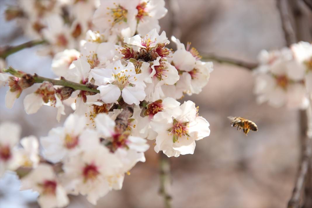 Konya'da ilkbaharın müjdecisi meyve ağaçları çiçek açtı 6