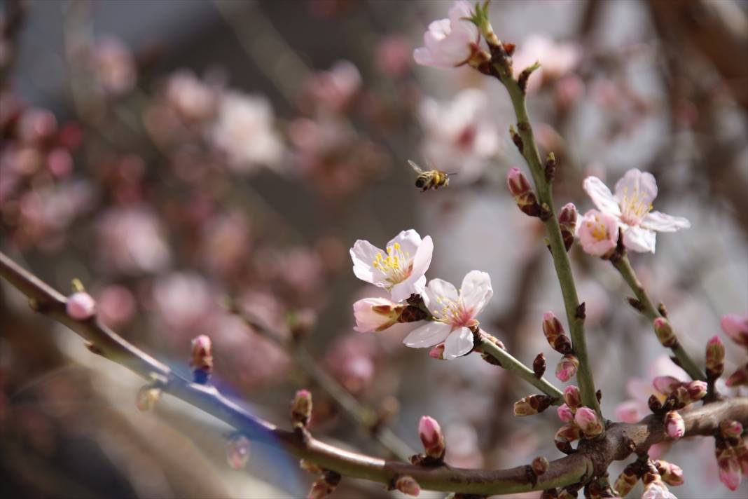 Konya'da ilkbaharın müjdecisi meyve ağaçları çiçek açtı 7