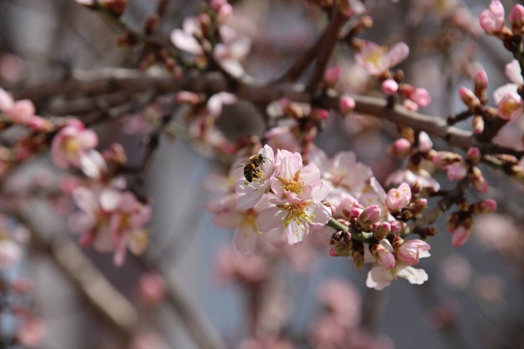 Konya'da ilkbaharın müjdecisi meyve ağaçları çiçek açtı 8