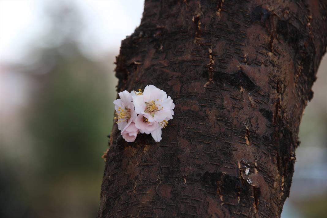 Konya'da ilkbaharın müjdecisi meyve ağaçları çiçek açtı 9